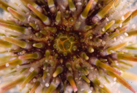 : Strongylocentrotus purpuratus; Purple Sea Urchin