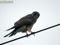 Fig.01 황조롱이 Common Kestrel