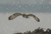 [쇠부엉이] 학명: Asio flammeus 영명: Short-eared Owl