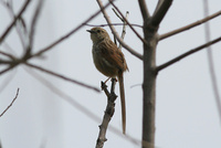 ハウチワドリ Prinia criniger Striated Prinia