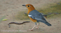 Orange-headed Thrush Zoothera citrina