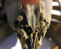 Pacifastacus leniusculus