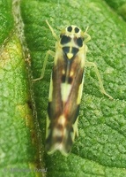 Eupteryx aurata