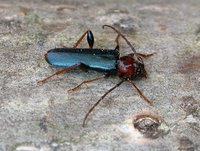 Phymatodes testaceus var. fennicus
