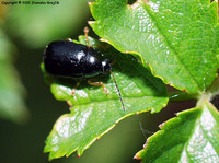 Cryptocephalus bameuli