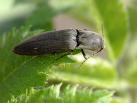 Agriotes pilosellus