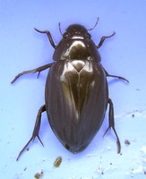 Hydrophilus piceus - Great Silver Water Beetle