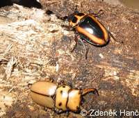 Homoderus mellyi