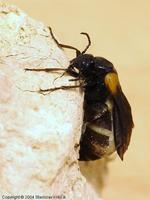 Sitaris muralis