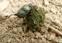 Sisyphus schaefferi