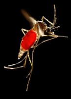 Aedes aegypti - Yellowfever Mosquito