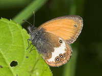 Coenonympha arcania - Pearly Heath