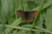 Erebia pharte - Blind Ringlet