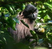 Gray-cheeked mangabey (Lophocebus albigena johnstoni)