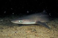 Squalus acanthias, Piked dogfish: fisheries, gamefish