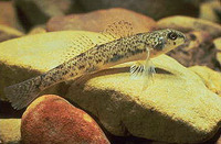 Etheostoma nigrum, Johnny darter: