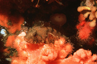 Artedius harringtoni, Scalyhead sculpin: aquarium