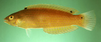 Suezichthys arquatus, Rainbow slender wrasse: