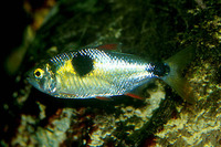 Exodon paradoxus, Bucktooth tetra: aquarium