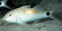 Parupeneus indicus, Indian goatfish: fisheries, gamefish