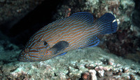 Cephalopholis formosa, Bluelined hind: fisheries