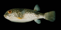 Chelonodon patoca, Milkspotted puffer: fisheries