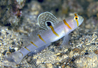 Amblyeleotris randalli, Randall's prawn-goby: aquarium