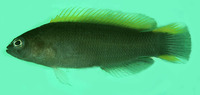 Pseudochromis wilsoni, Yellowfin dottyback: