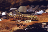 Crossostoma lacustre, :