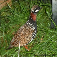 Black Francolin Francolinus francolinus