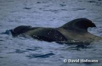 Image of: Globicephala macrorhynchus (short-finned pilot whale)