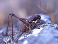 Pholidoptera littoralis