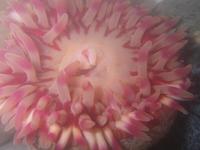 Urticina felina - Dahlia Anemone