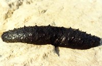Holothuroidea