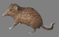 Image of: Rhyncholestes raphanurus (Chilean shrew opossum)