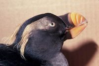 Fratercula cirrhata - Tufted Puffin