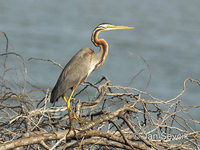 Ardea purpurea - Purple Heron