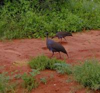 Acryllium vulturinum - Vulturine Guineafowl