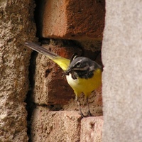 Motacilla cinerea - Grey Wagtail