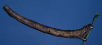 Image of: Geometridae (cankerworms, geometers, and measuringworms)