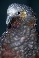 Nestor meridionalis - New Zealand Kaka