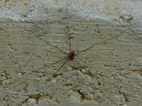 Image of: Opiliones (daddy longlegs and harvestmen)