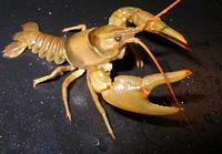 Image of: Orconectes luteus