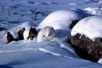 Alopex lagopus - Pribilof Island Arctic Fox