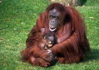 Pongo pygmaeus - Orangutan