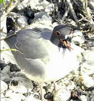 Image of: Larus fuliginosus (lava gull)