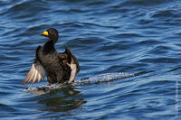 Image of: Melanitta nigra (black scoter)