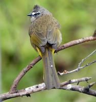 Image of: Pycnonotus flavescens (flavescent bulbul)