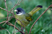 Image of: Spizixos semitorques (collared finchbill)