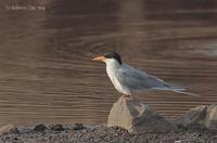 Image of: Sterna hirundo (common tern)